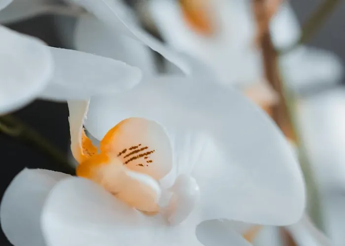 Urban By Balladins 3* بيربينيو